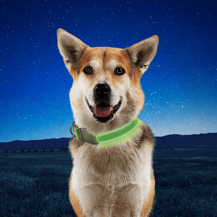 Nite Ize NiteDog Rechargeable LED Collar Large Lime