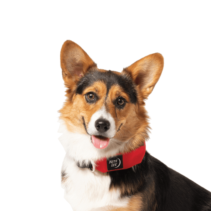 Nite Ize RadDog All-In-One Collar and Leash Small Red