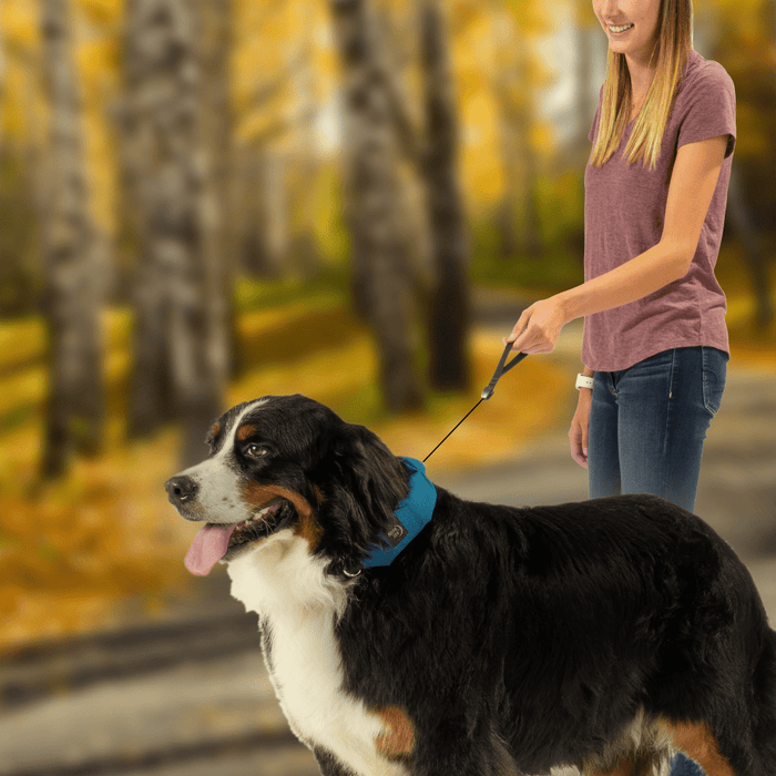 Nite Ize RadDog All-In-One Collar and Leash X Large Blue